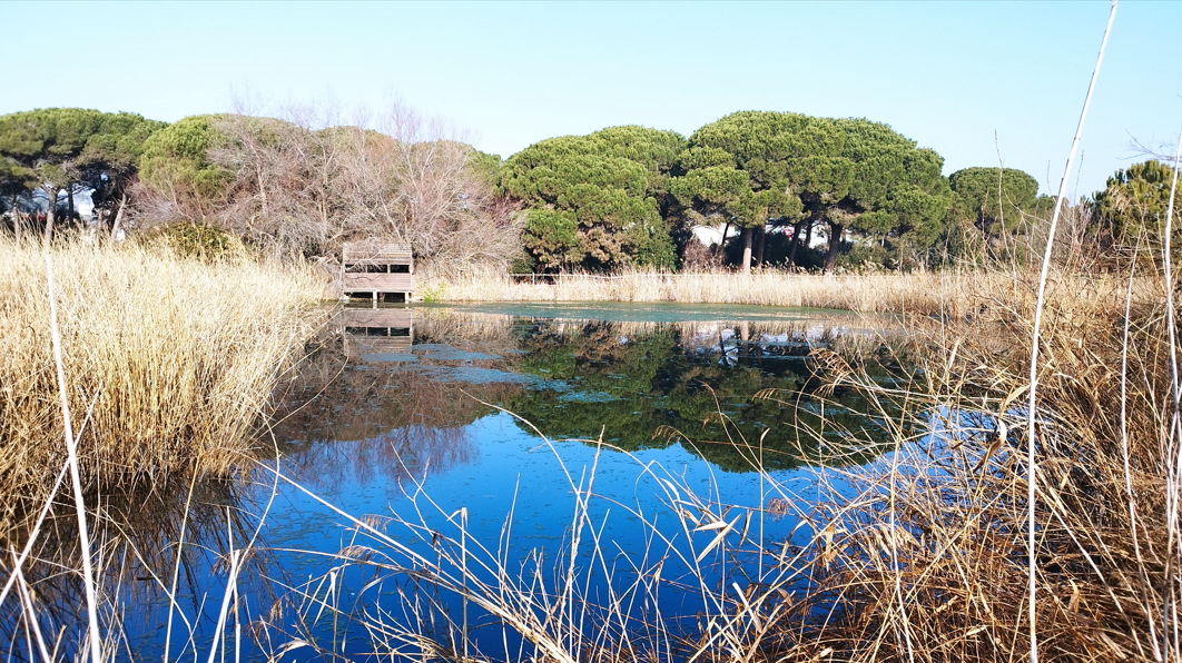 Wetland treatment cells