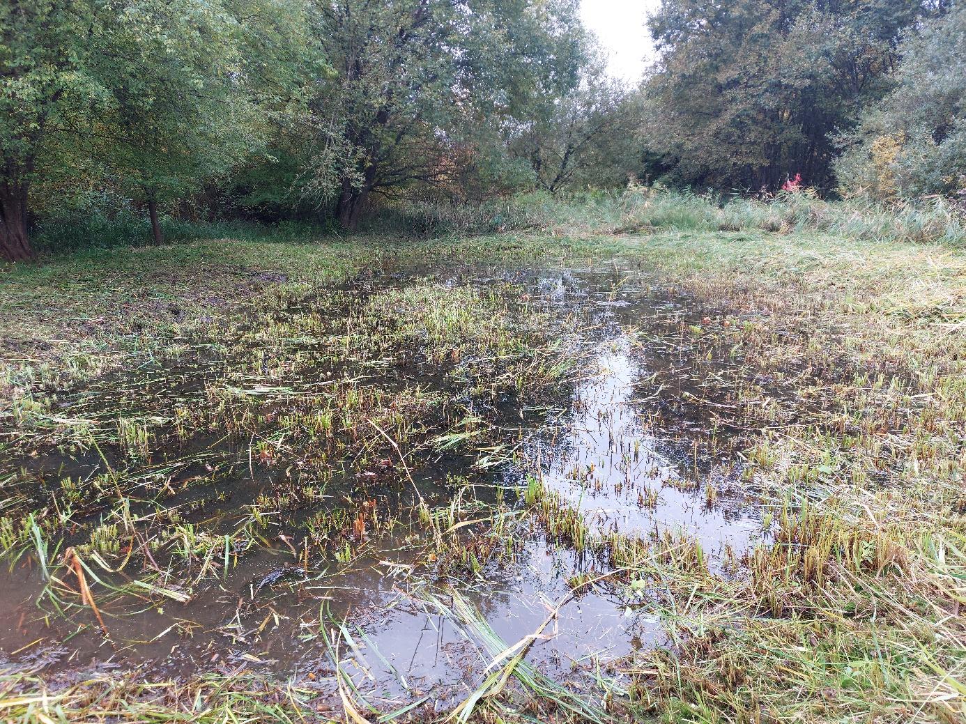 Wetland habitat