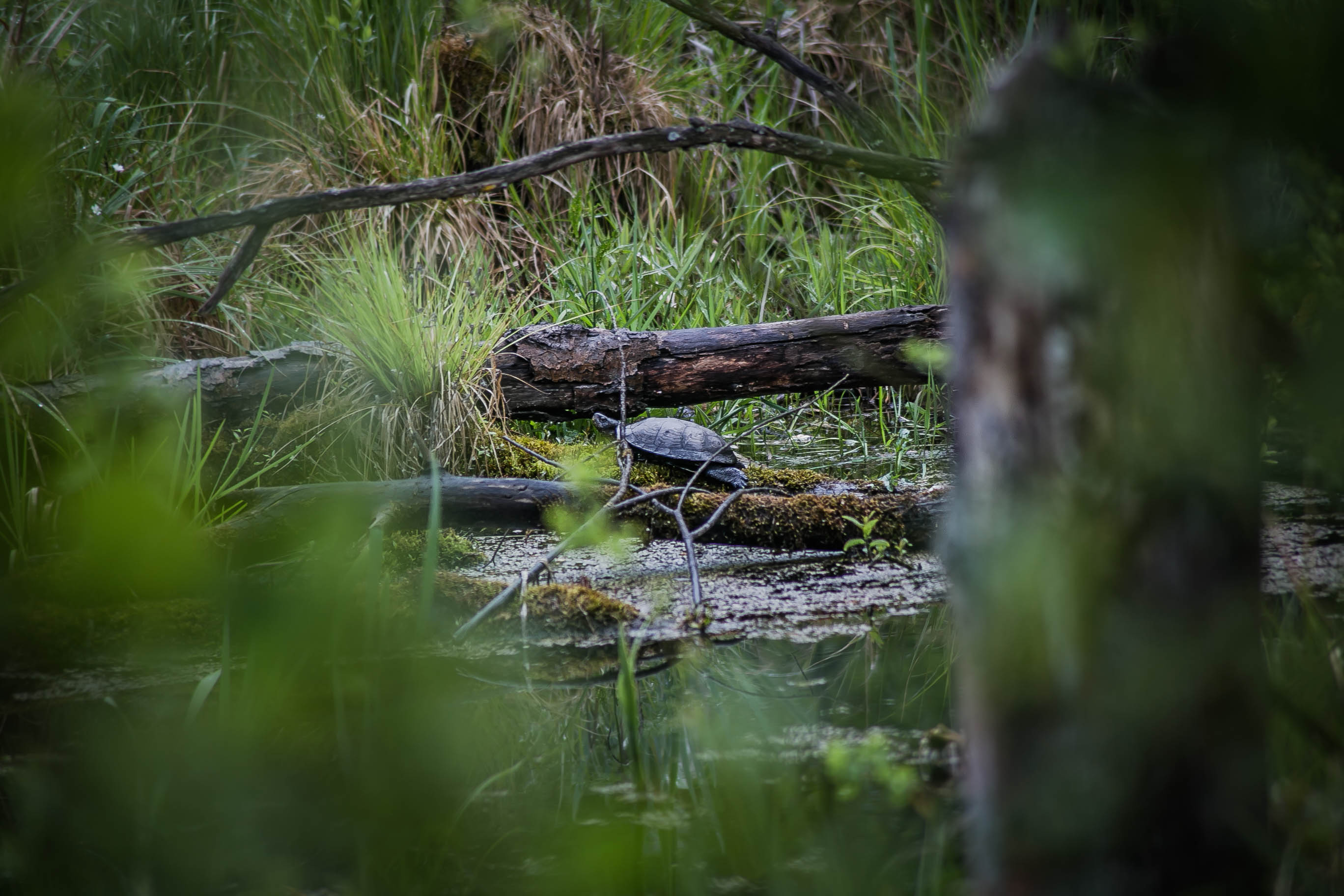 European pond turtle