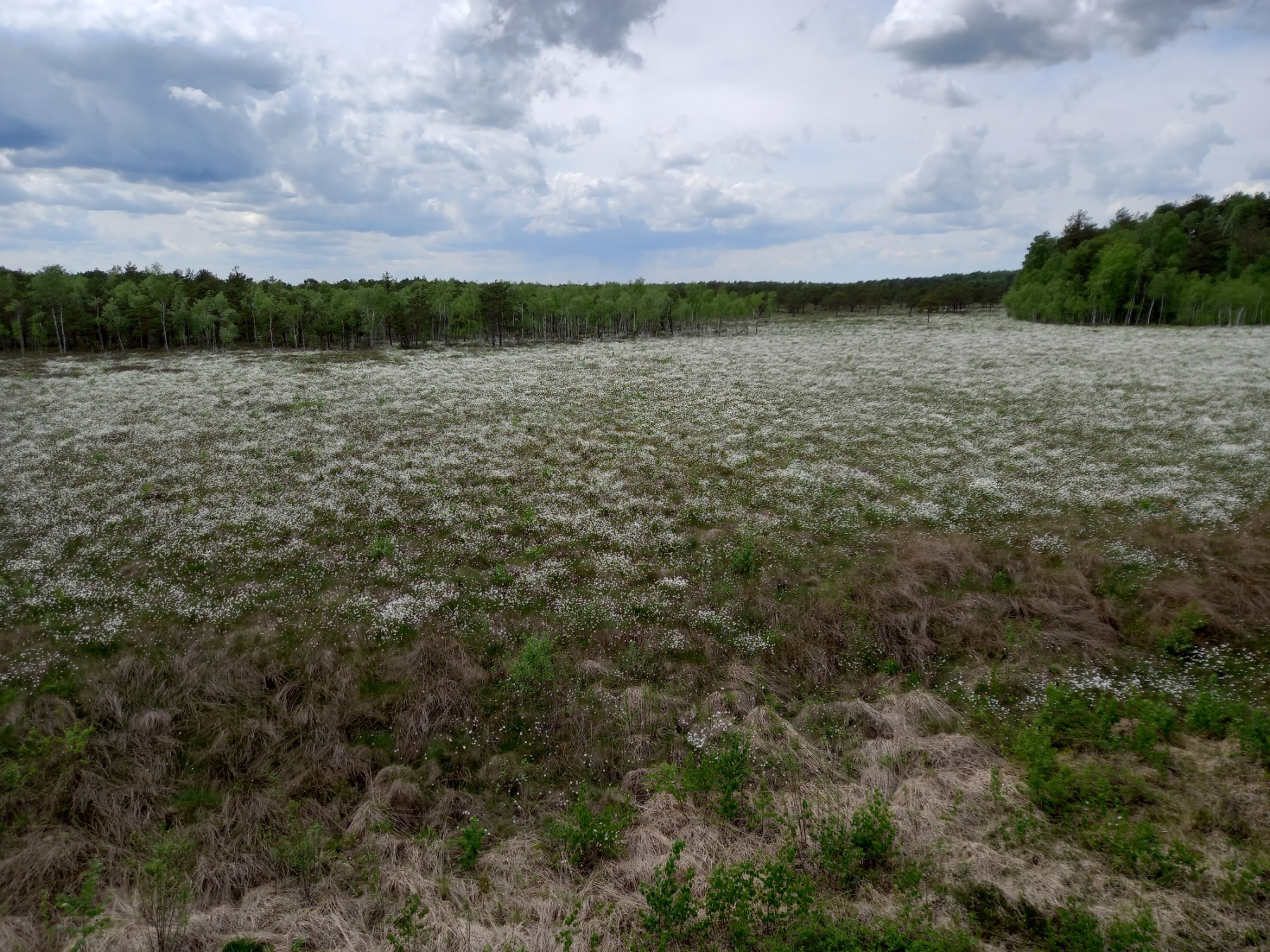 Durne Bagno cottongrass